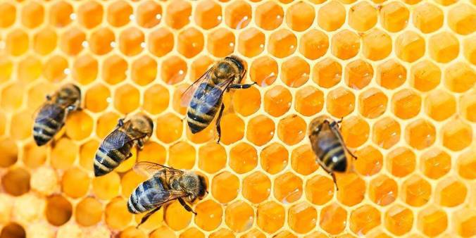 Master Bee Keeper Bill Kaufman on “Zen and the Art of Beekeeping”